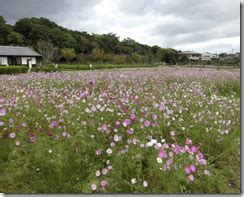 【佐賀 女装】金立公園コスモス園【アクセス・集合スポット・。